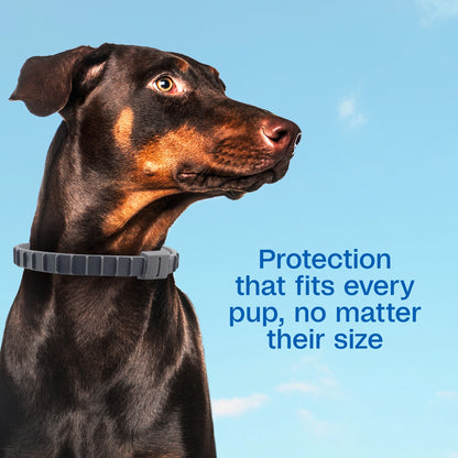 Flea & Tick Collar for Dogs & Puppies, Flea Collar for 12 Month Prevention, Kills Fleas, Ticks & Repels Mosquitoes, excluding California, One Size Fits All Dogs & Puppies, 2 Count