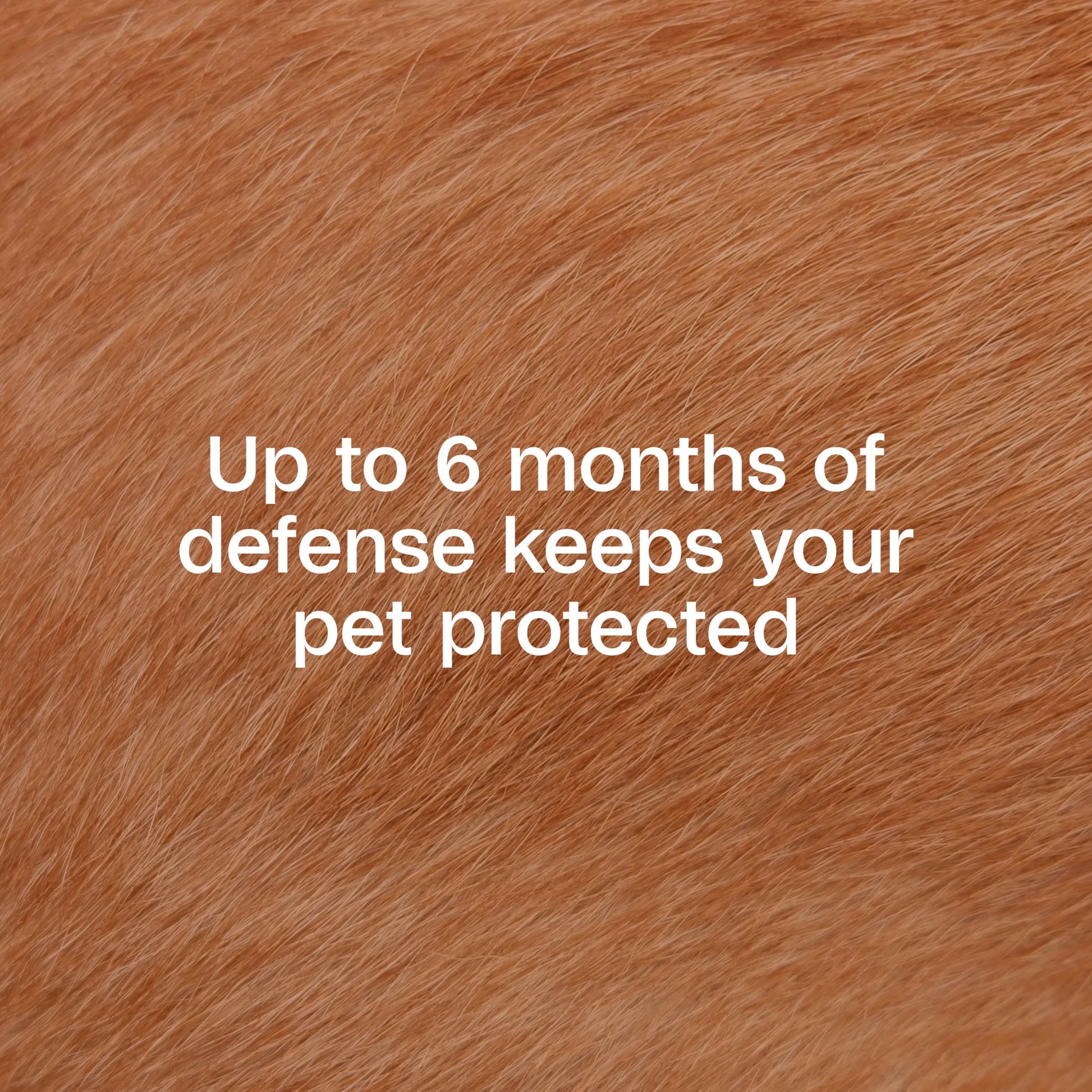 Flea & Tick Collar for Dogs & Puppies, Flea Collar for 12 Month Prevention, Kills Fleas, Ticks & Repels Mosquitoes, excluding California, One Size Fits All Dogs & Puppies, 2 Count
